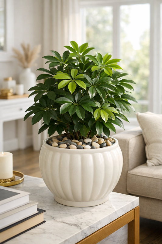 From Drab to Fab: How Decorative Pebbles Can Hide Ugly Potting Soil and Instantly Elevate Your Plants