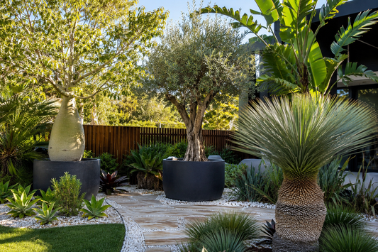 Why Mature Feature Trees Are Worth the Investment for Stunning Australian Gardens