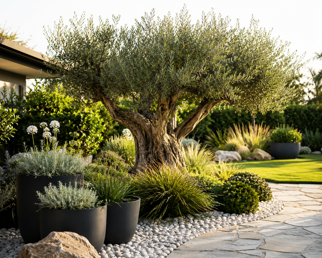 Why Mature Feature Trees Are Worth the Investment for Beautiful, Long-Lasting Gardens