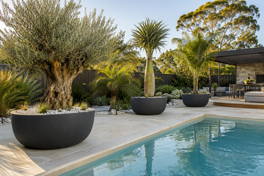 How to Style Feature Trees Around Pools and Patios for a Stunning Outdoor Retreat