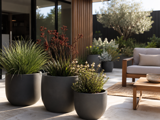 Native Australian Plants That Look Stunning in Grey Fibreclay Pots