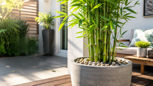 The Art of Top Dressing: Why Every Potted Bamboo Plant Needs Pebbles