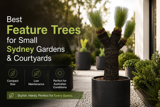 Best Feature Trees for Small Sydney Gardens & Courtyards | Pebble and Pot Co 