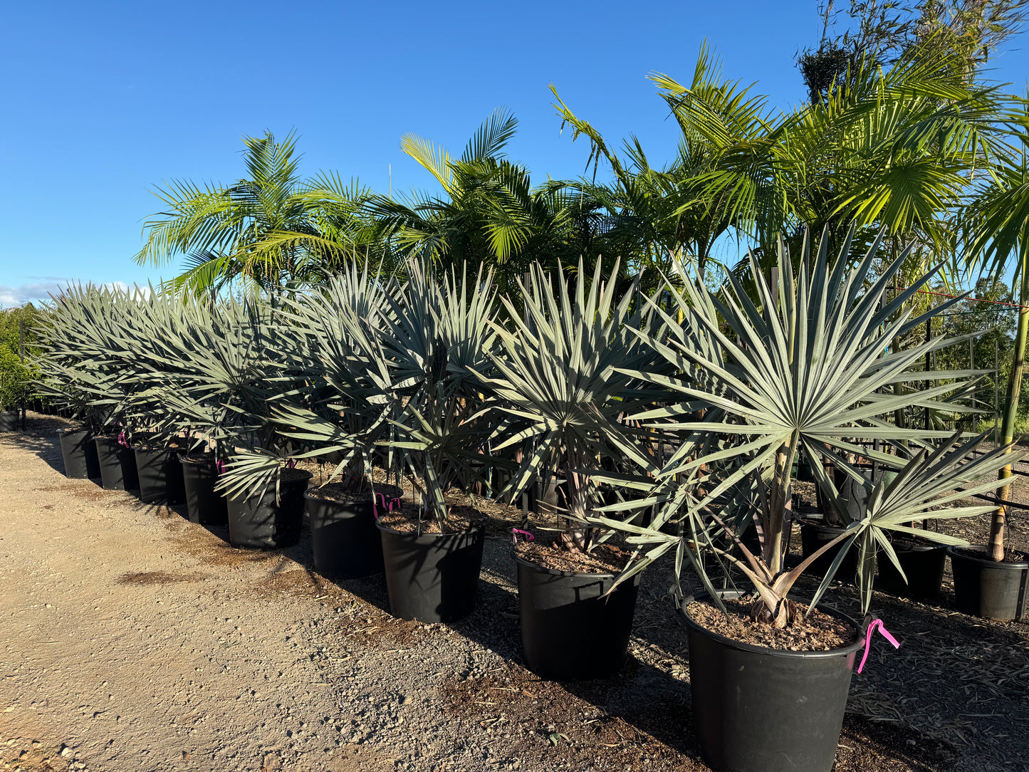 Bismark Palms - 100L Pots