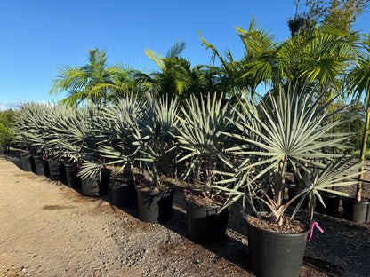 Bismark Palms - 100L Pots