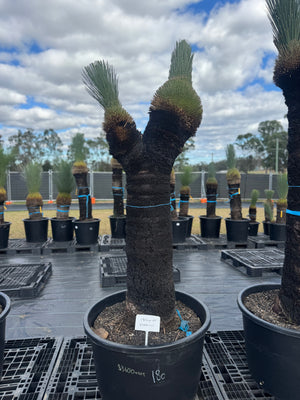 Xanthorrhoea Glauca Blue Grass Trees