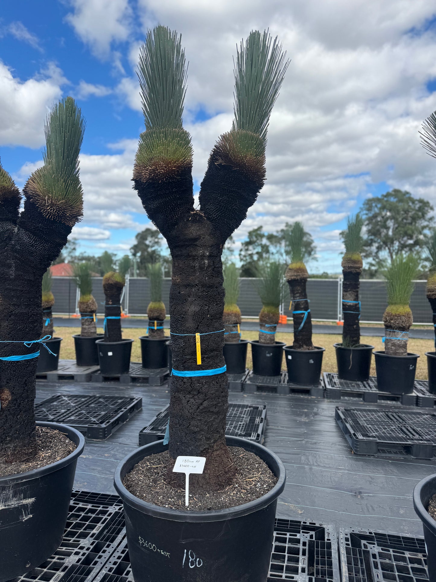 Xanthorrhoea Glauca Blue Grass Trees