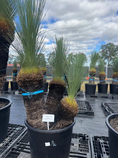 Xanthorrhoea Glauca Blue Grass Trees
