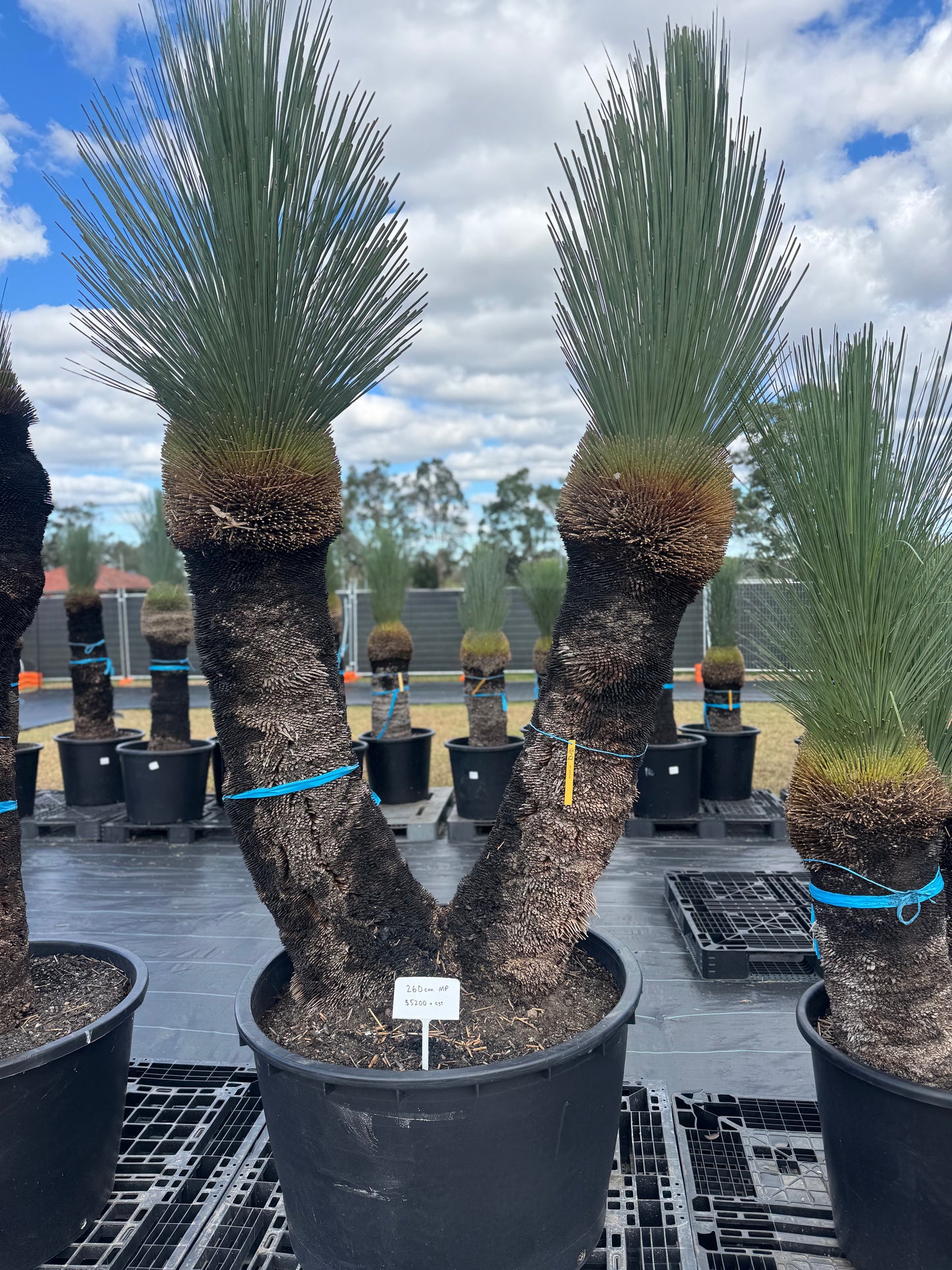 Xanthorrhoea Glauca Blue Grass Trees