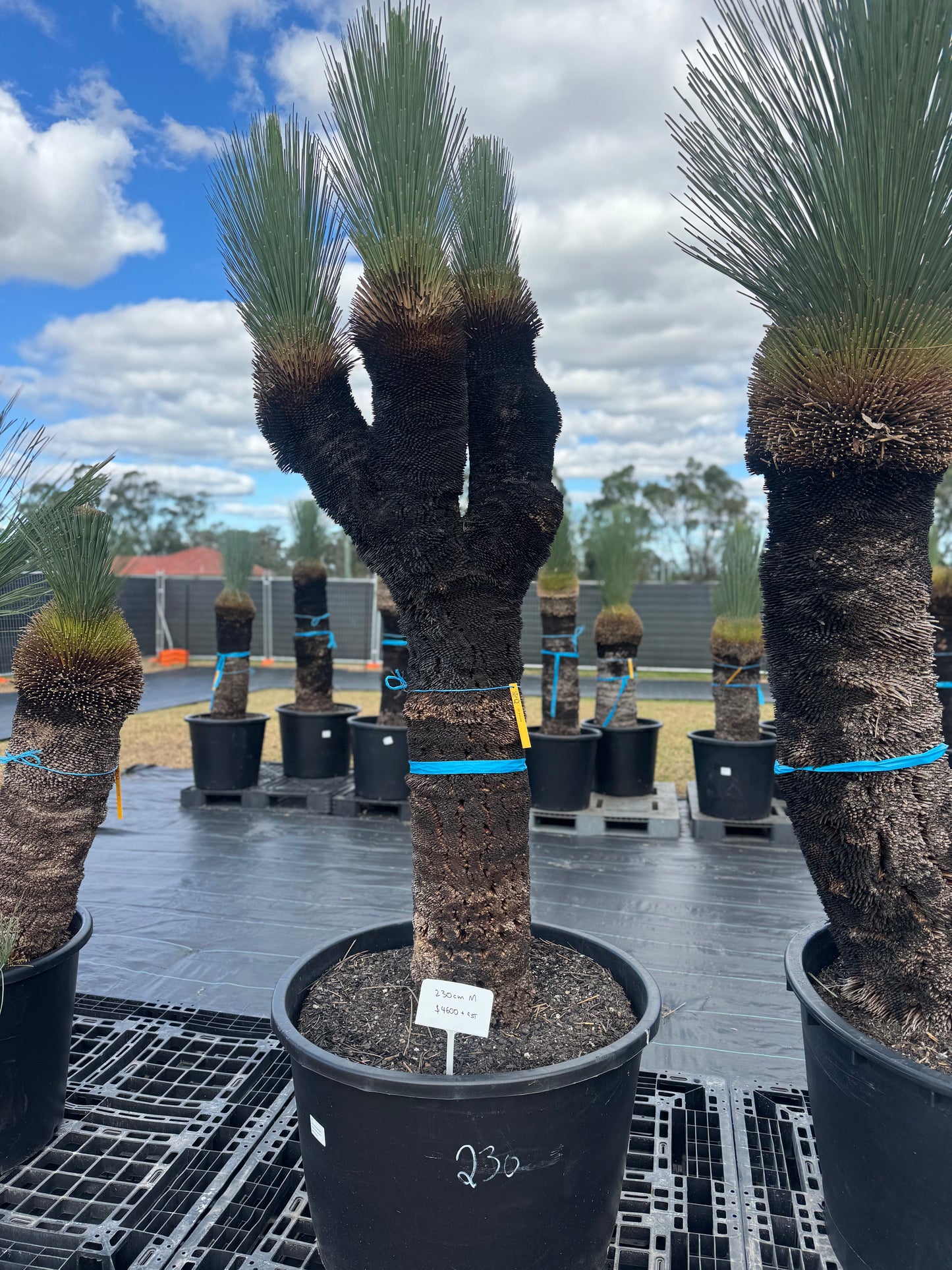 Xanthorrhoea Glauca Blue Grass Trees