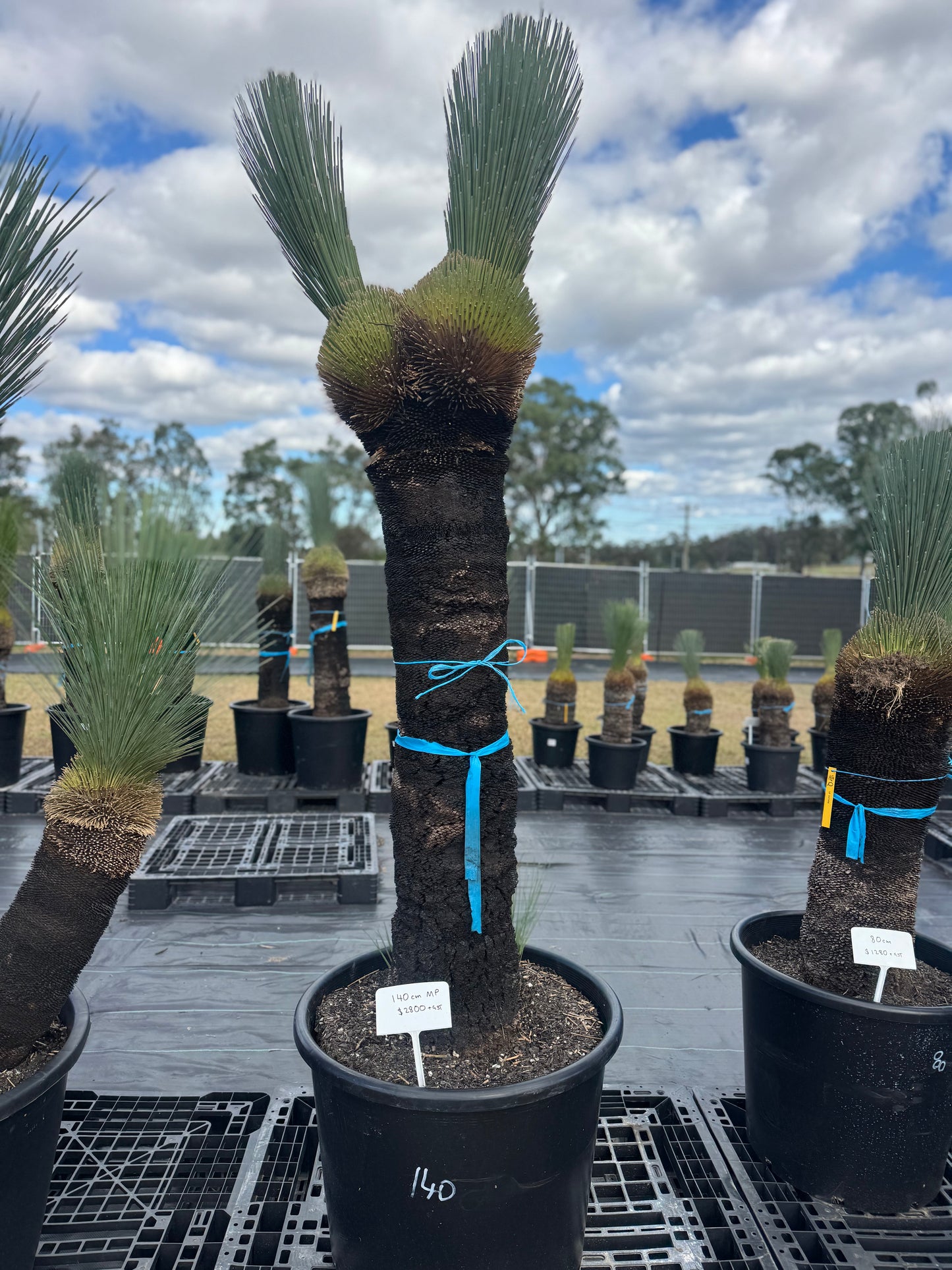 Xanthorrhoea Glauca Blue Grass Trees