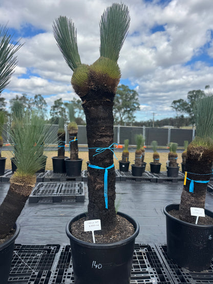 Xanthorrhoea Glauca Blue Grass Trees