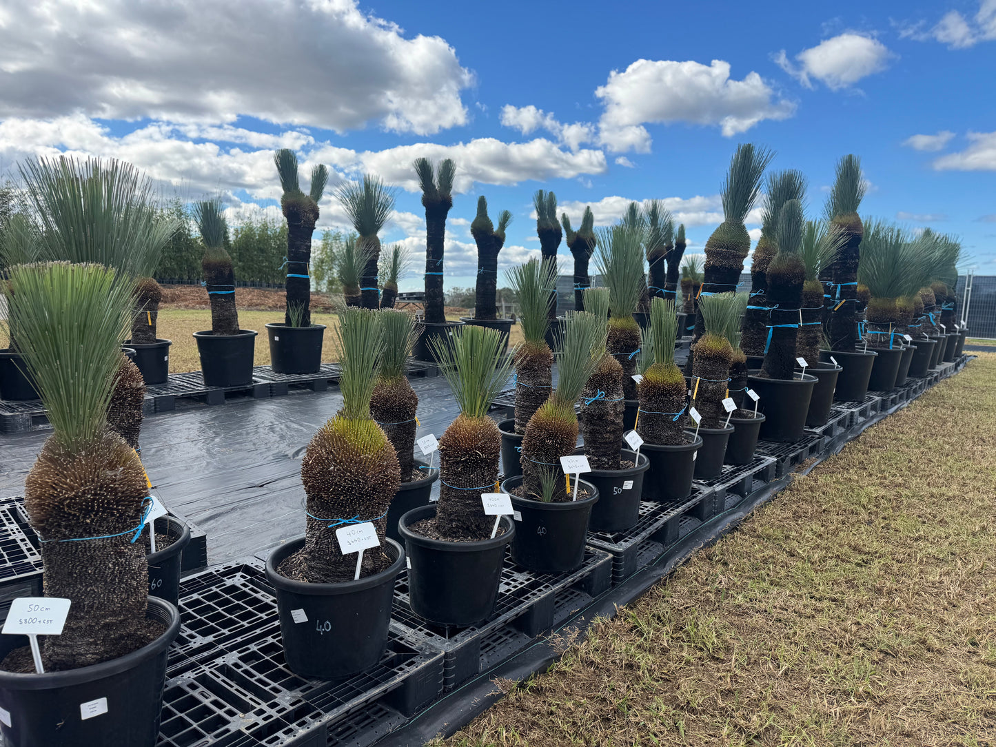 Xanthorrhoea Glauca Blue Grass Trees