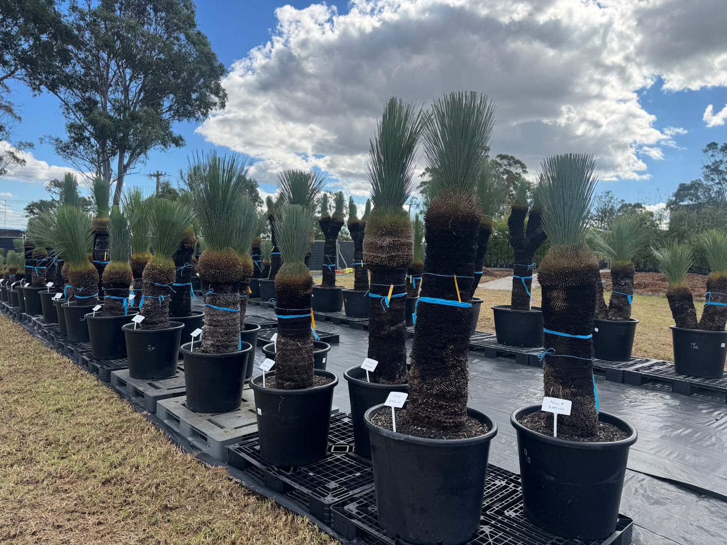 Xanthorrhoea Glauca Blue Grass Trees