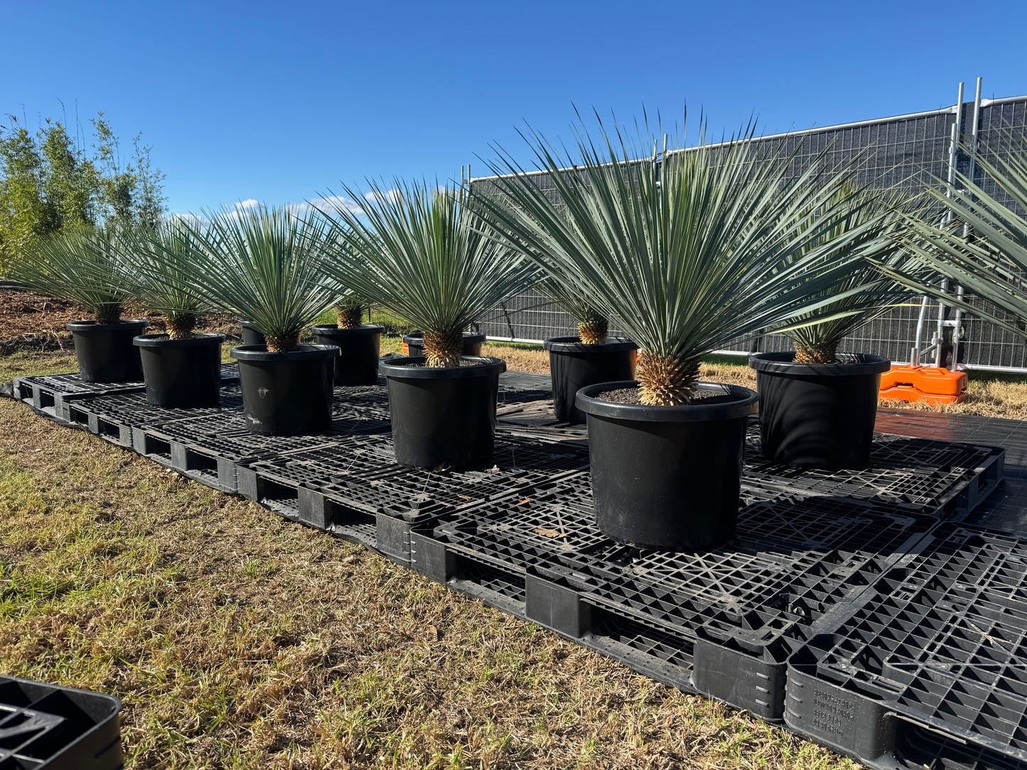Yucca Rostrata - 500mm Pots