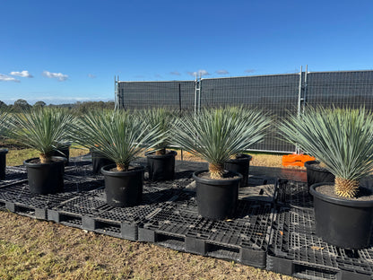 Yucca Rostrata - 500mm Pots