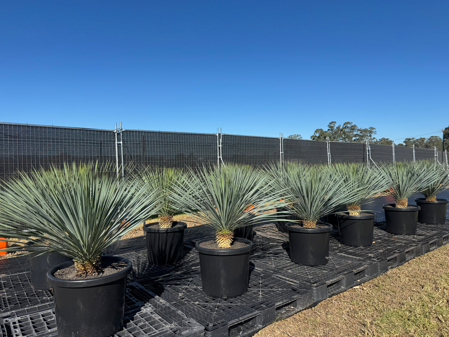 Yucca Rostrata - 500mm Pots