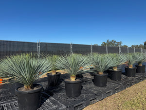 Yucca Rostrata - 500mm Pots