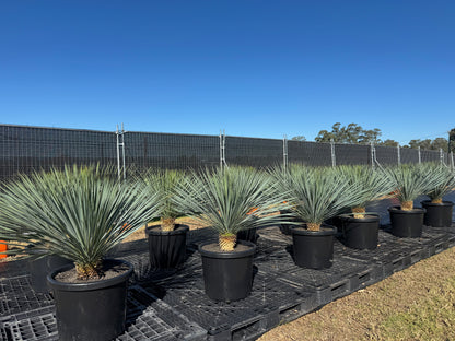 Yucca Rostrata - 500mm Pots
