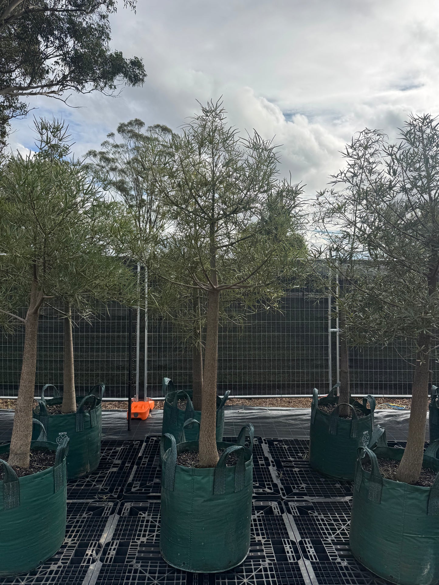 Queensland Bottle Trees - 100 Litre Bags
