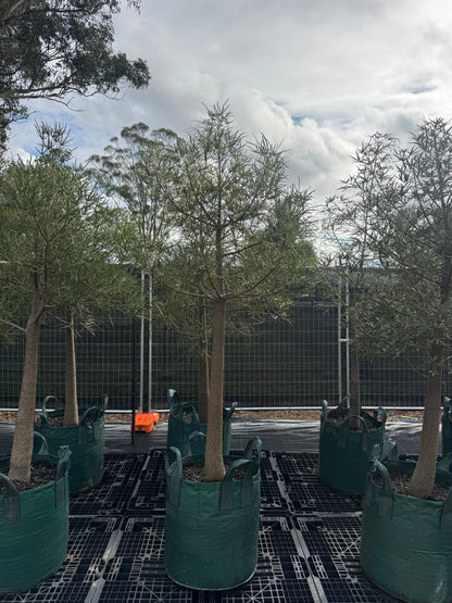 Queensland Bottle Trees - 100 Litre Bags
