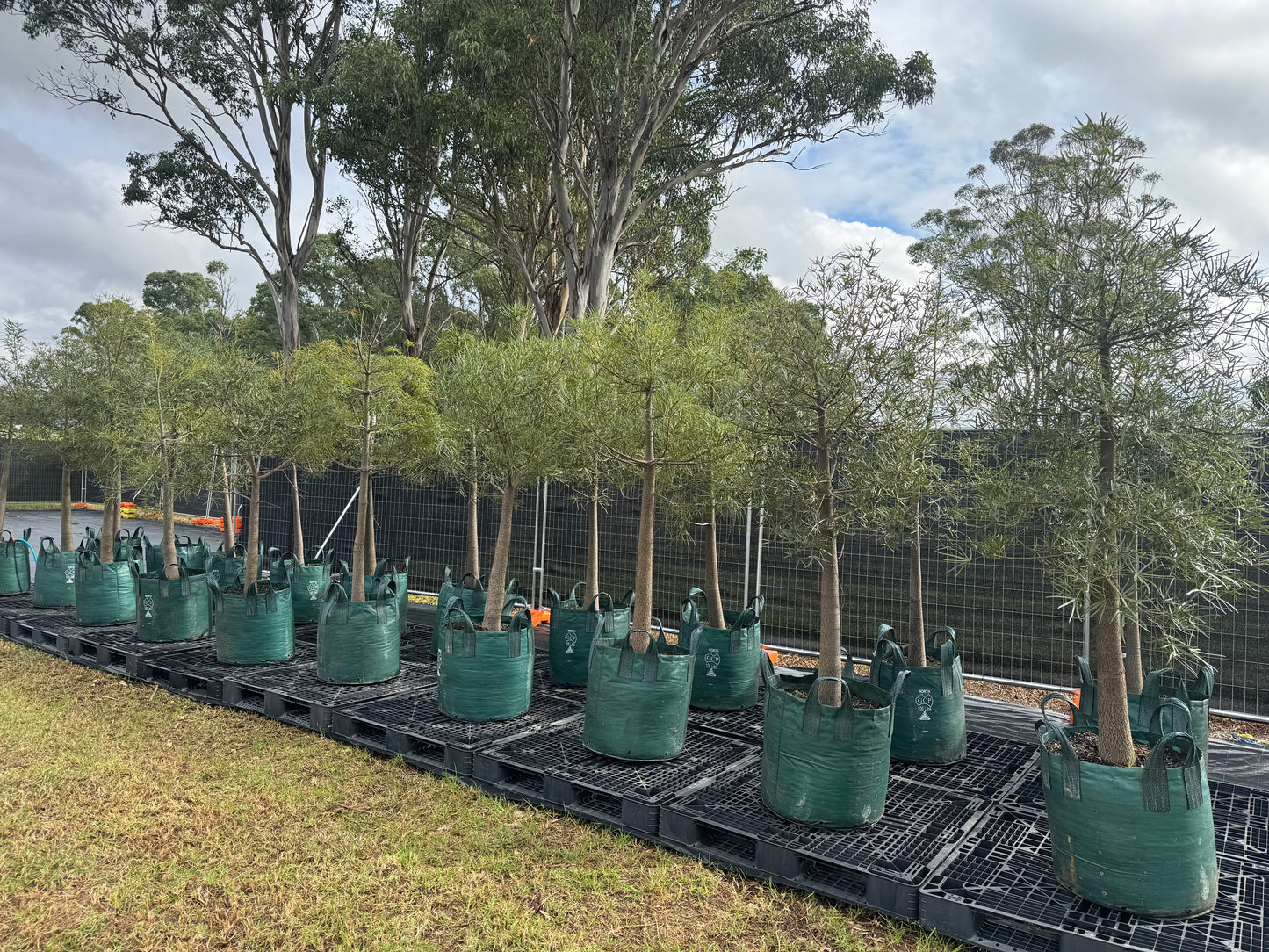 Queensland Bottle Trees - 100 Litre Bags