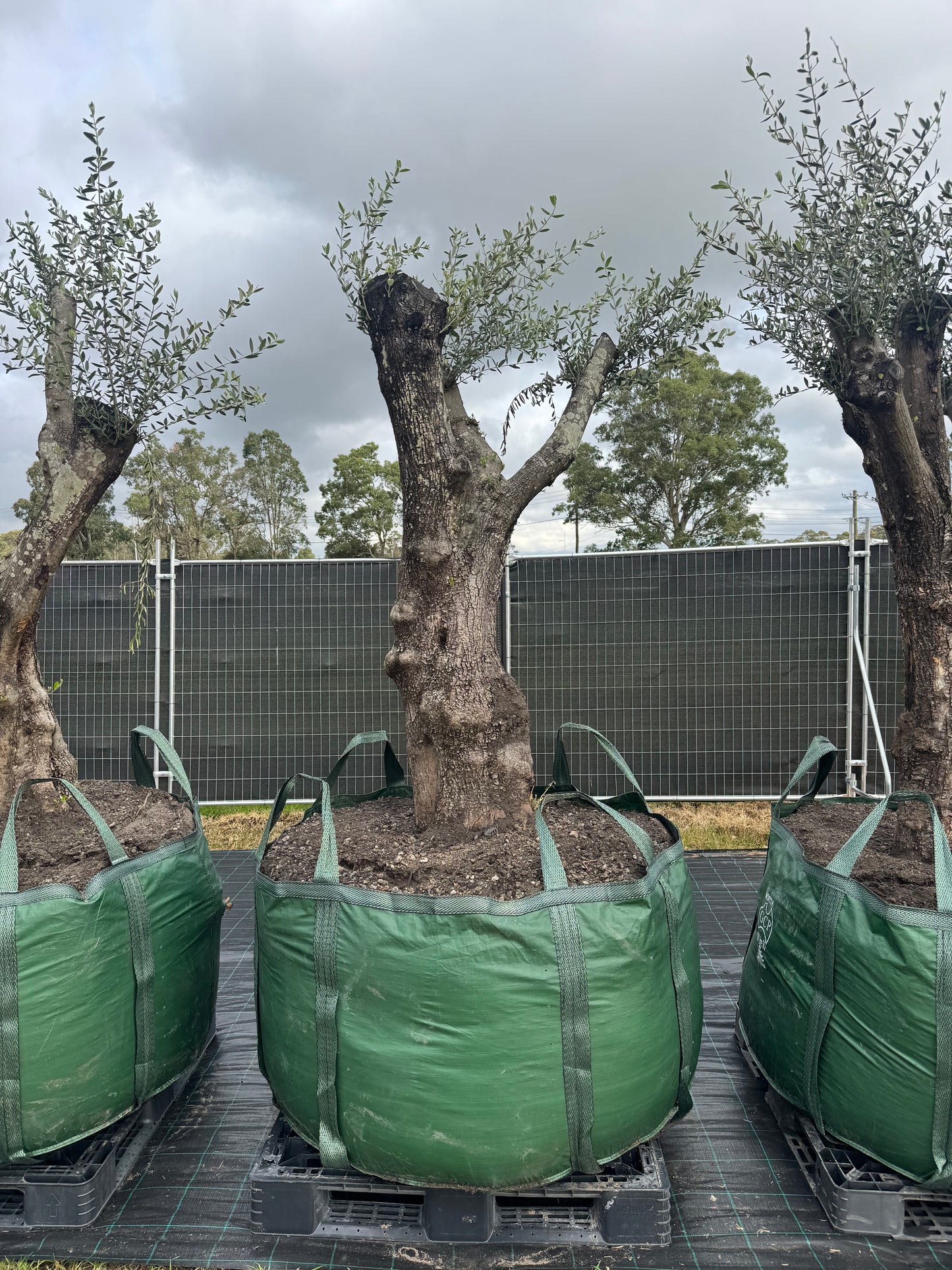 Feature Olive Trees - 750 Litre Bags
