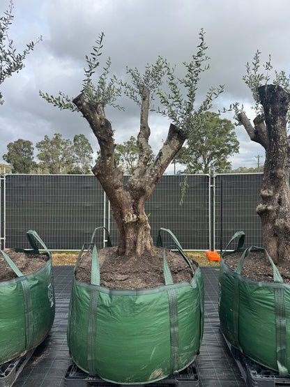 Feature Olive Trees - 750 Litre Bags