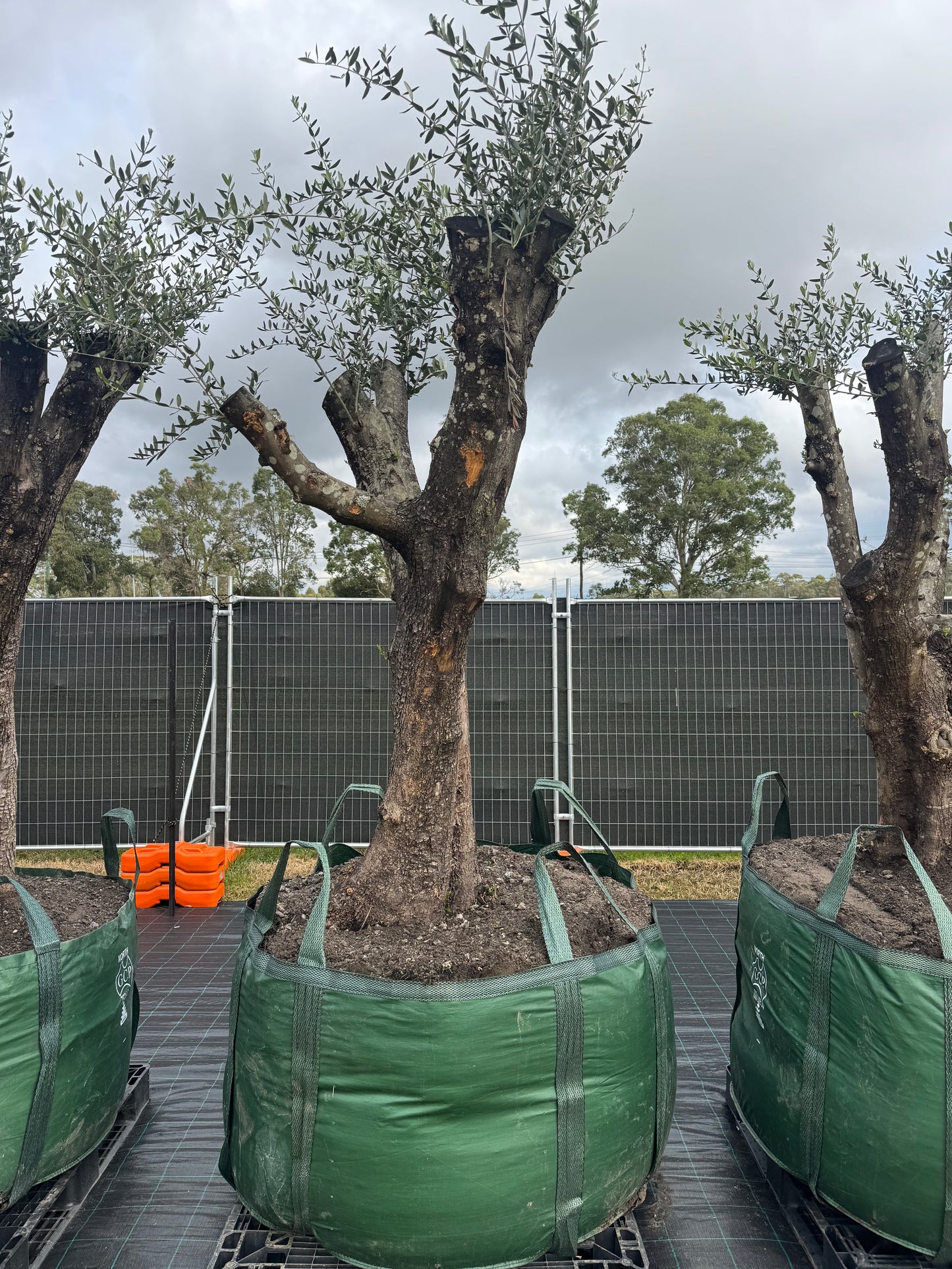 Feature Olive Trees - 750 Litre Bags