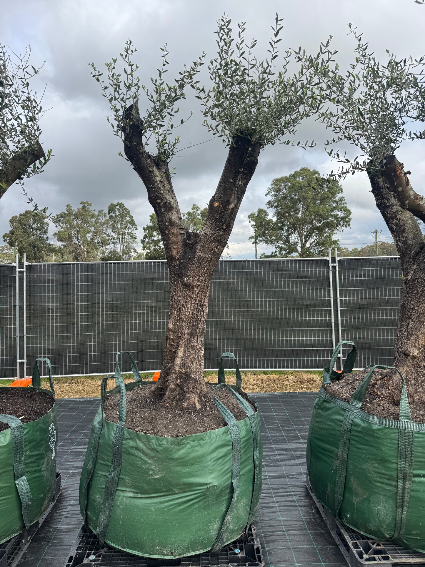 Feature Olive Trees - 750 Litre Bags