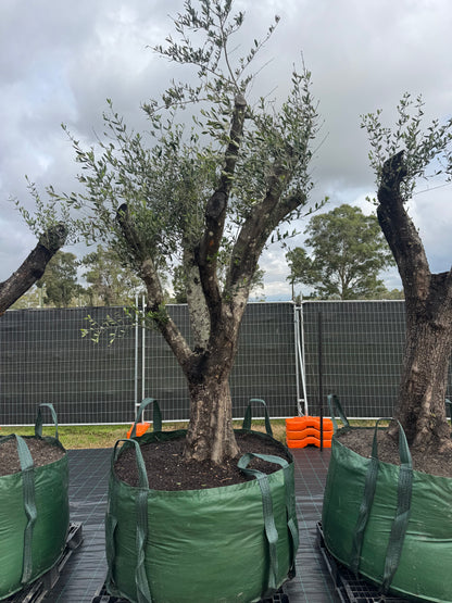 Feature Olive Trees - 750 Litre Bags