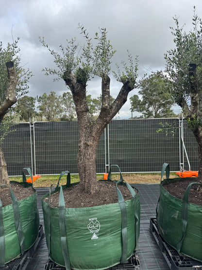 Feature Olive Trees - 750 Litre Bags