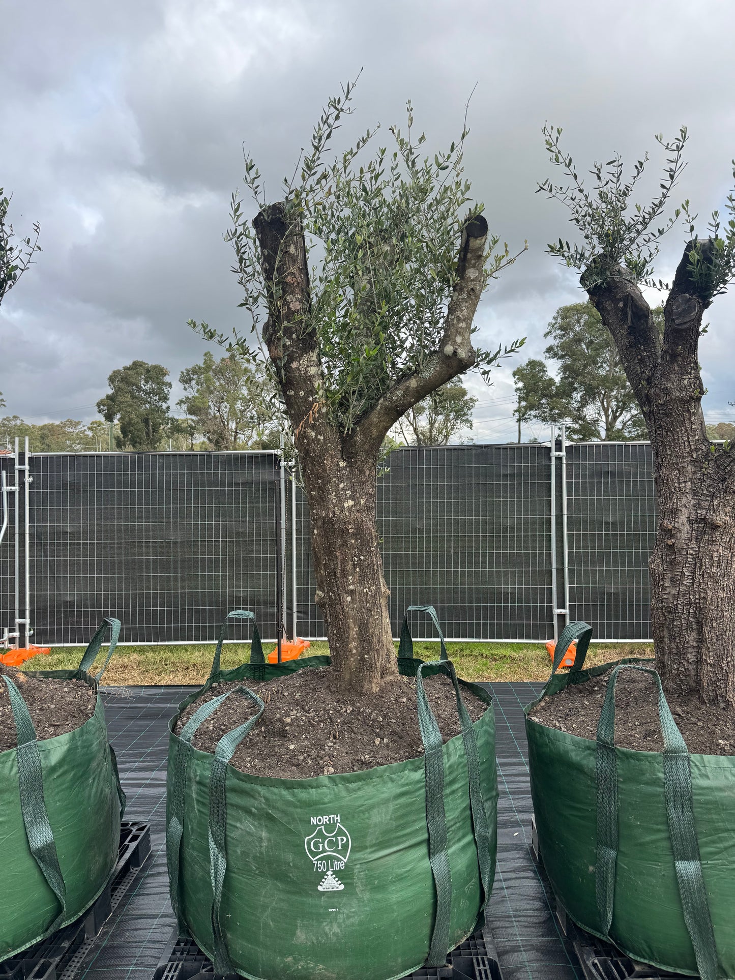Feature Olive Trees - 750 Litre Bags