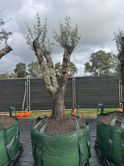 Feature Olive Trees - 750 Litre Bags