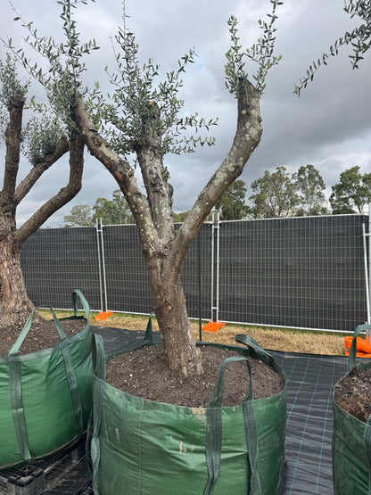 Feature Olive Trees - 750 Litre Bags