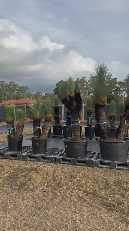 Xanthorrhoea Glauca Blue Grass Trees