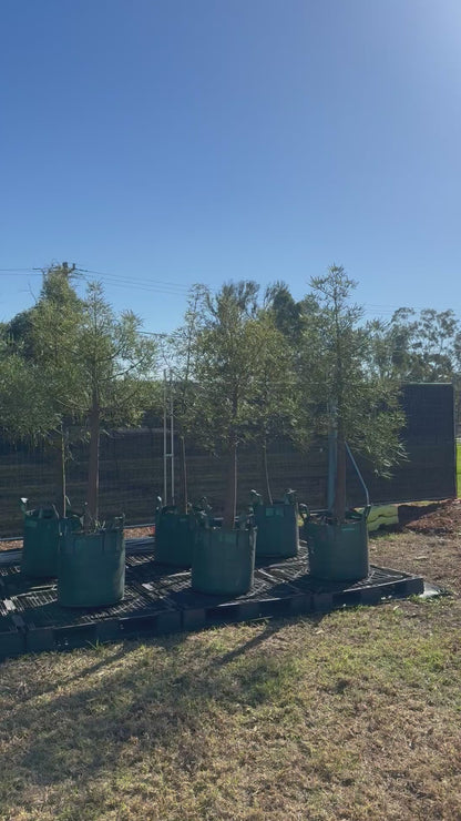 Queensland Bottle Trees - 100 Litre Bags