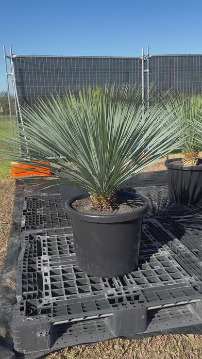 Yucca Rostrata - 500mm Pots